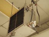 Kiwi hesta - afbeelding 1 van  5