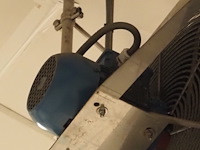 Kiwi hesta - afbeelding 3 van  5