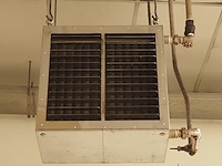 Kiwi hesta - afbeelding 4 van  5