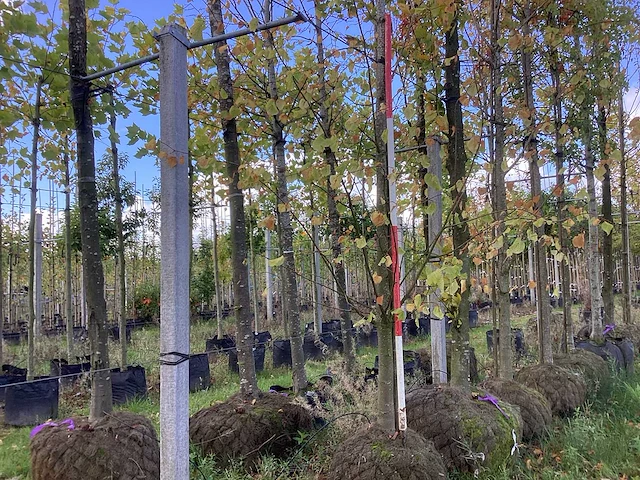 Kleinbladerige linde - parkboom - afbeelding 1 van  4