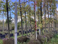 Kleinbladerige linde - parkboom - afbeelding 1 van  4