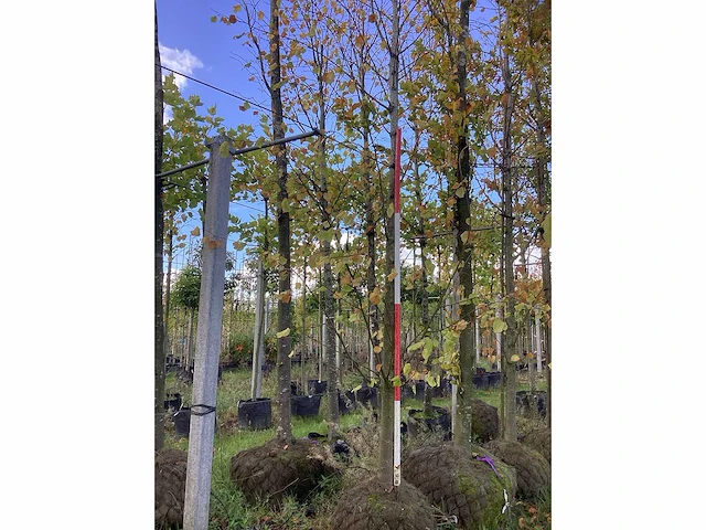 Kleinbladerige linde - parkboom - afbeelding 2 van  4