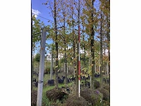 Kleinbladerige linde - parkboom - afbeelding 2 van  4