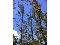 Kleinbladerige linde - parkboom - afbeelding 3 van  4