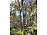 Kleinbladerige linde - parkboom - afbeelding 4 van  4