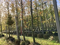 Kleinbladige linde - laanboom (2x) - afbeelding 1 van  4