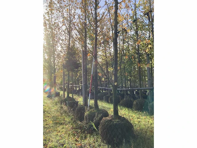 Kleinbladige linde - laanboom (2x) - afbeelding 2 van  4
