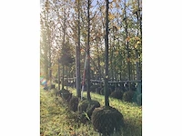 Kleinbladige linde - laanboom (2x) - afbeelding 2 van  4