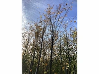 Kleinbladige linde - laanboom (2x) - afbeelding 3 van  4
