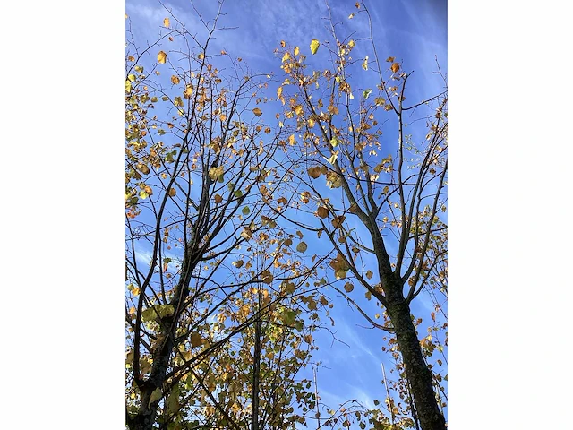 Kleinbladige linde - laanboom (2x) - afbeelding 4 van  4