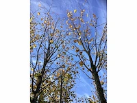 Kleinbladige linde - laanboom (2x) - afbeelding 4 van  4