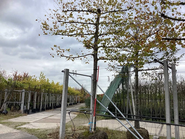 Kleinbladige linde - leiboom - afbeelding 1 van  3