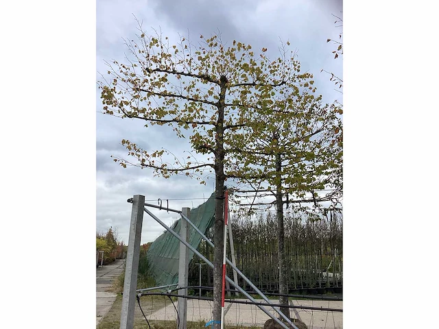 Kleinbladige linde - leiboom - afbeelding 2 van  3