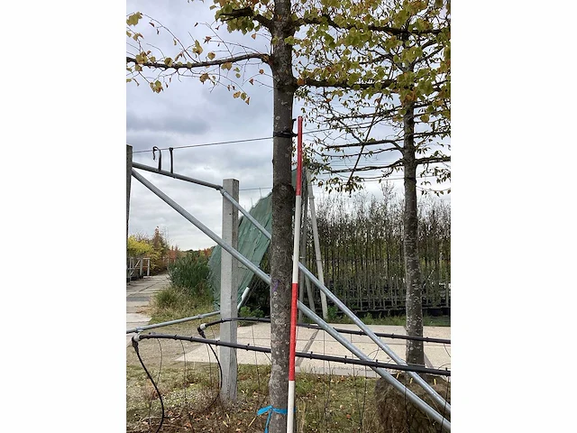 Kleinbladige linde - leiboom - afbeelding 3 van  3