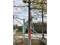 Kleinbladige linde - leiboom - afbeelding 3 van  3