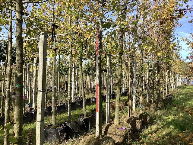 Kleinbladige linde - parkboom - afbeelding 1 van  4