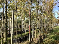 Kleinbladige linde - parkboom - afbeelding 1 van  4