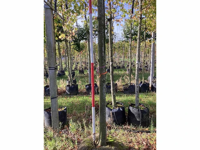 Kleinbladige linde - parkboom - afbeelding 3 van  4