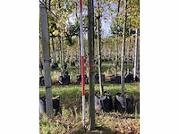 Kleinbladige linde - parkboom - afbeelding 3 van  4
