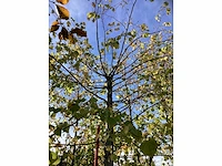 Kleinbladige linde - parkboom - afbeelding 4 van  4