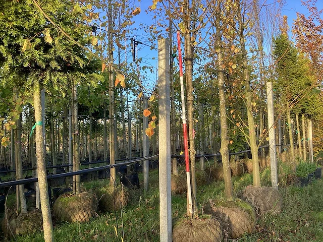 Kleinbladige linde - sierboom - afbeelding 1 van  3