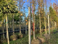 Kleinbladige linde - sierboom - afbeelding 1 van  3