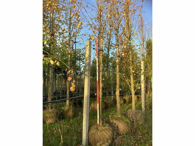 Kleinbladige linde - sierboom - afbeelding 2 van  3