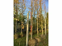Kleinbladige linde - sierboom - afbeelding 2 van  3