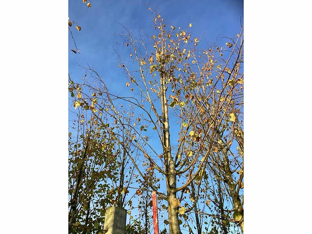 Kleinbladige linde - sierboom - afbeelding 3 van  3