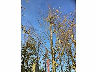 Kleinbladige linde - sierboom - afbeelding 3 van  3