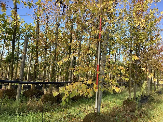 Kleinbladige linde - sierboom - afbeelding 1 van  3