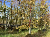 Kleinbladige linde - sierboom - afbeelding 1 van  3