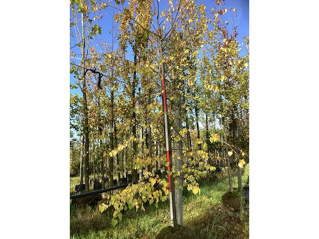 Kleinbladige linde - sierboom - afbeelding 2 van  3