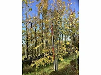 Kleinbladige linde - sierboom - afbeelding 2 van  3