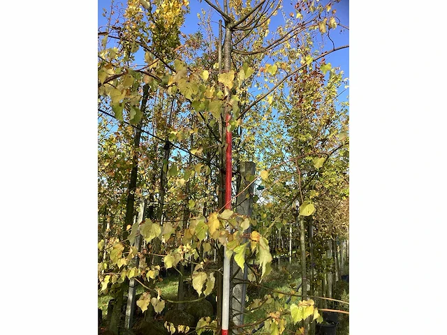 Kleinbladige linde - sierboom - afbeelding 3 van  3