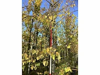 Kleinbladige linde - sierboom - afbeelding 3 van  3
