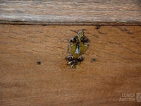 Kleine dekenkist - afbeelding 5 van  9