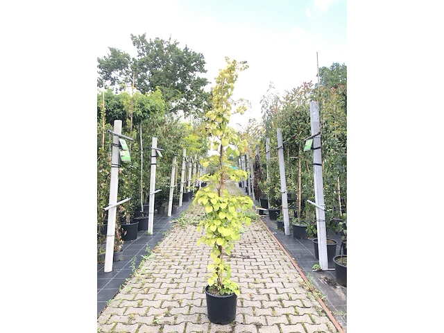 Klimhortensia hydrangea anomala petiolaris, klimplant, witte bloei, ca. 175 cm hoog - afbeelding 1 van  2