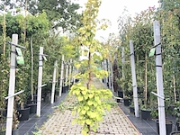 Klimhortensia hydrangea anomala petiolaris, klimplant, witte bloei, ca. 175 cm hoog - afbeelding 1 van  2