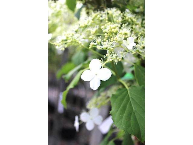 Klimhortensia hydrangea anomala petiolaris, klimplant, witte bloei, ca. 175 cm hoog - afbeelding 2 van  2