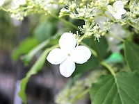Klimhortensia hydrangea anomala petiolaris, klimplant, witte bloei, ca. 175 cm hoog - afbeelding 2 van  2