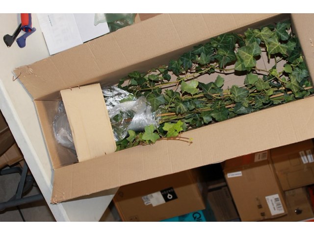 Klimop met onderpot 1x - afbeelding 2 van  7