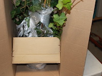 Klimop met onderpot 1x - afbeelding 3 van  7