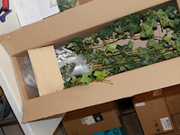 Klimop met onderpot 1x - afbeelding 5 van  7