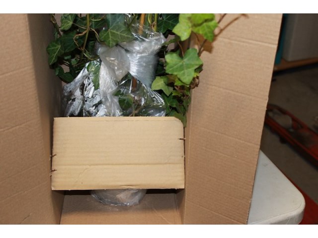 Klimop met onderpot 1x - afbeelding 6 van  7