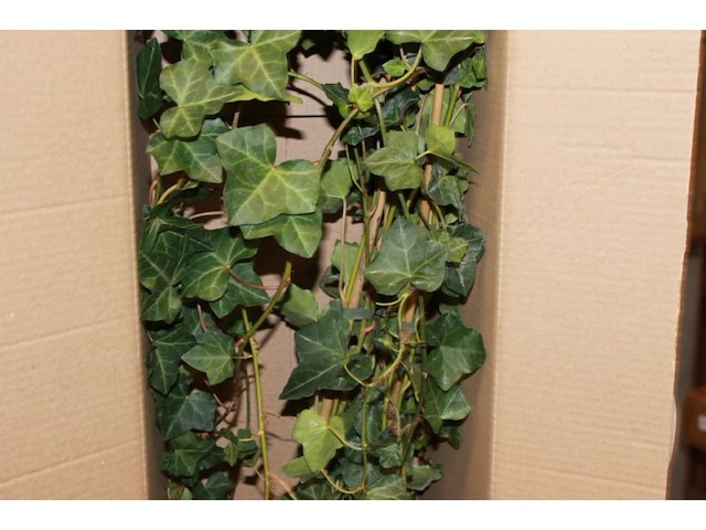 Klimop met onderpot 1x - afbeelding 7 van  7