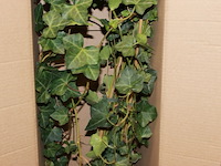 Klimop met onderpot 1x - afbeelding 7 van  7