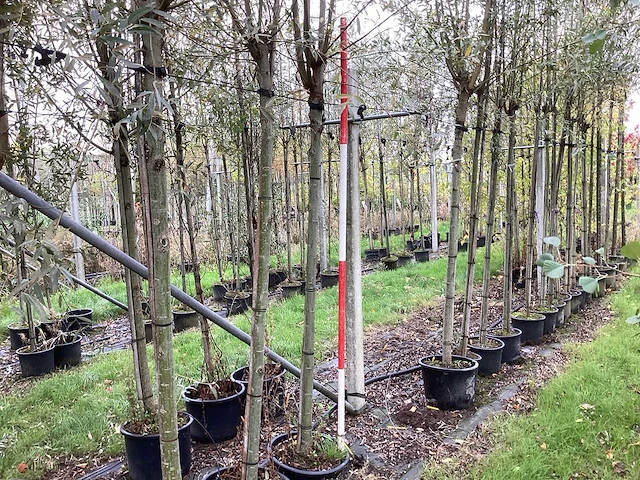 Knotwilg - sierboom (2x) - afbeelding 1 van  3