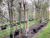 Knotwilg - sierboom (2x) - afbeelding 1 van  3