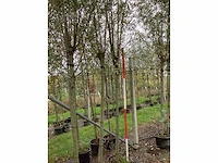 Knotwilg - sierboom (2x) - afbeelding 2 van  3